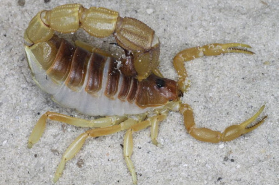 Parabuthus mossambicensis – Mozambique Thick Tail Scorpion | Very Rare Orange Species | Live Arrival Guarantee