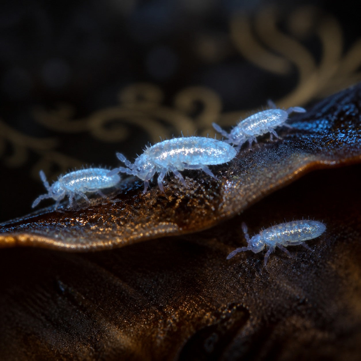 Pearlescent Springtails (Lepidocyrtus sp.)