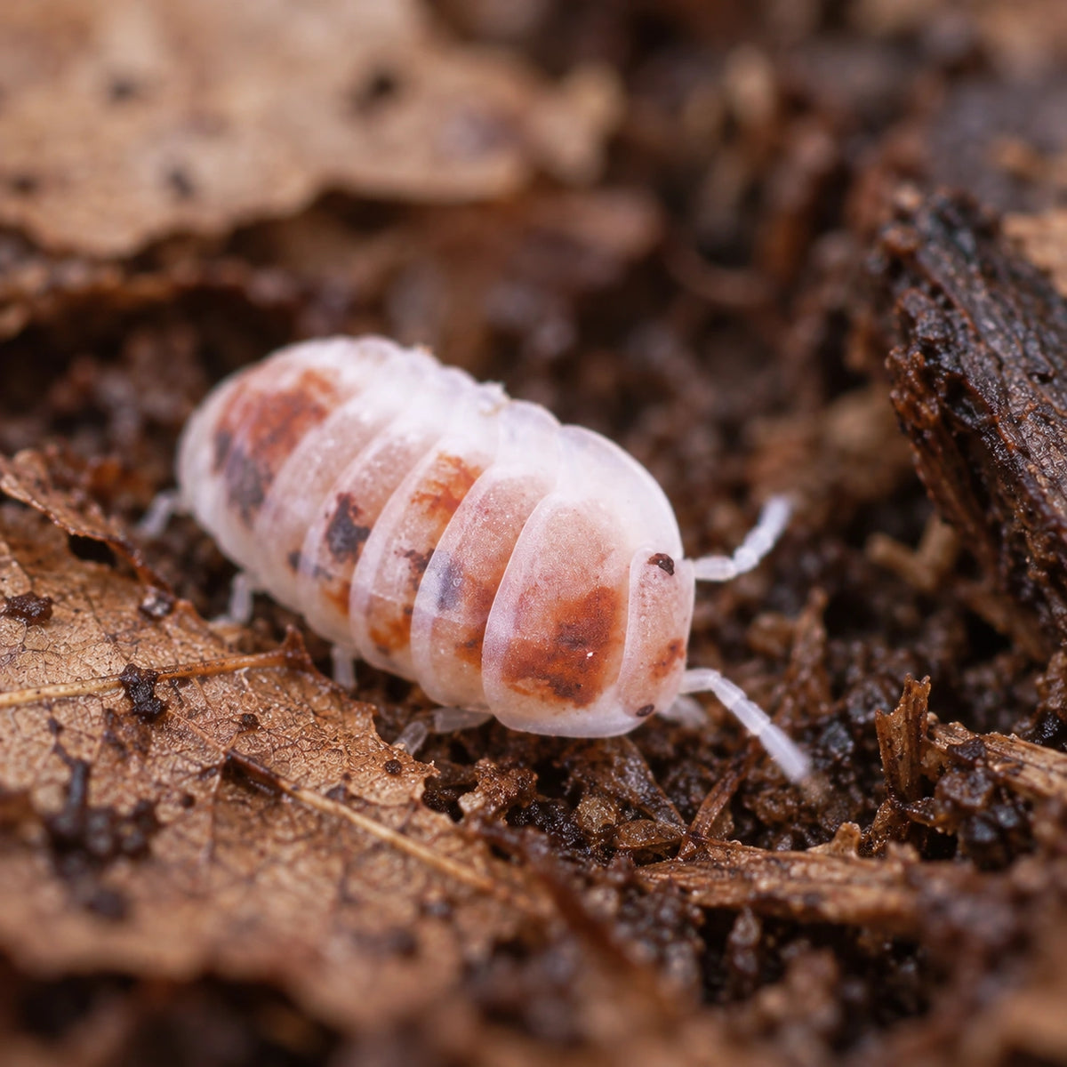 AI-generated reference-guided close view of Pearls isopod (Cubaris murina).