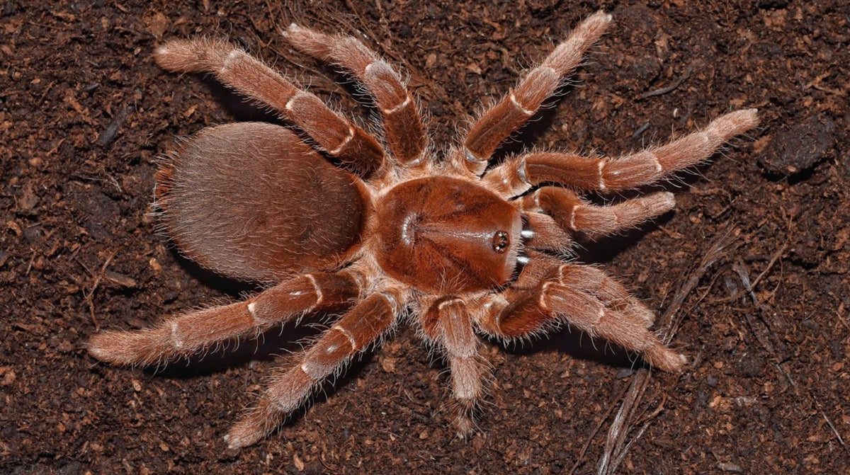 Pelinobius muticus – King Baboon Tarantula | Massive African Species | Live Arrival Guarantee