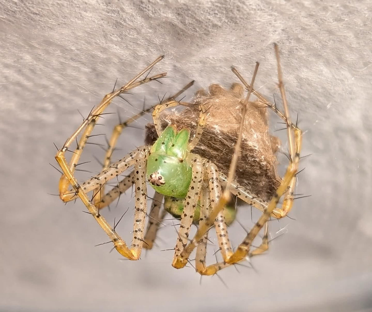 Peucetia viridans – Green Lynx Spider | Stunning North American Species | Live Arrival Guarantee