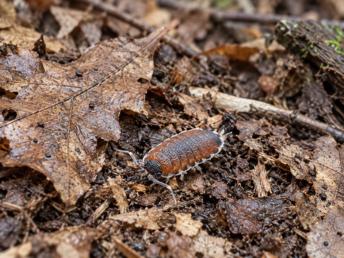 AI-generated reference-guided wide habitat view of Thai isopod (Philoscia sp. hobby name).