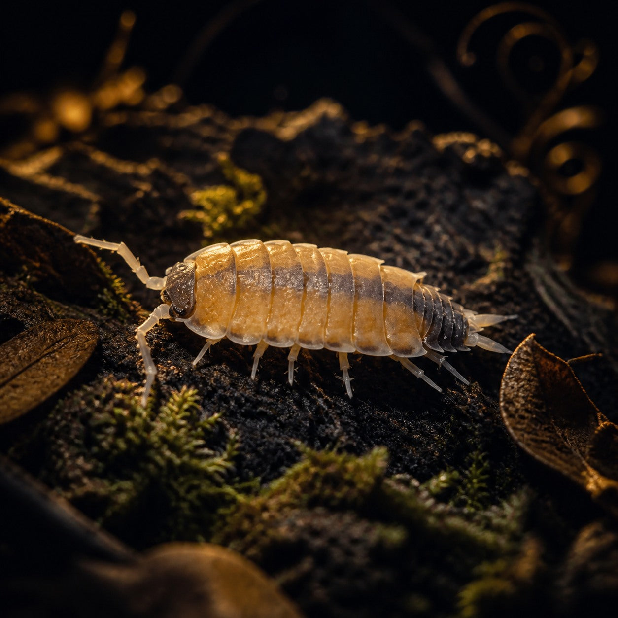 Philoscia sp. "Thai" Isopods