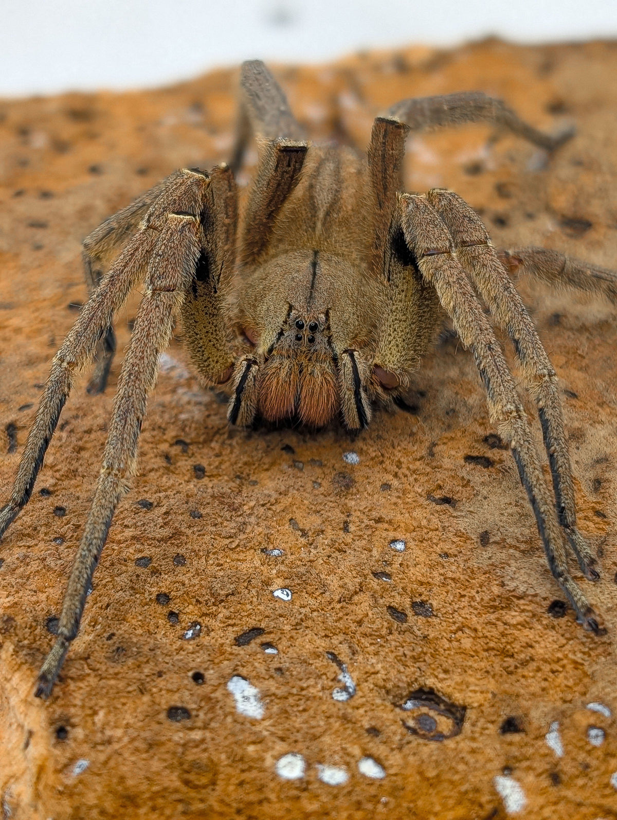 Phoneutria depilata – Panama Wandering Spider | Medically Significant Venom | Live Arrival Guarantee