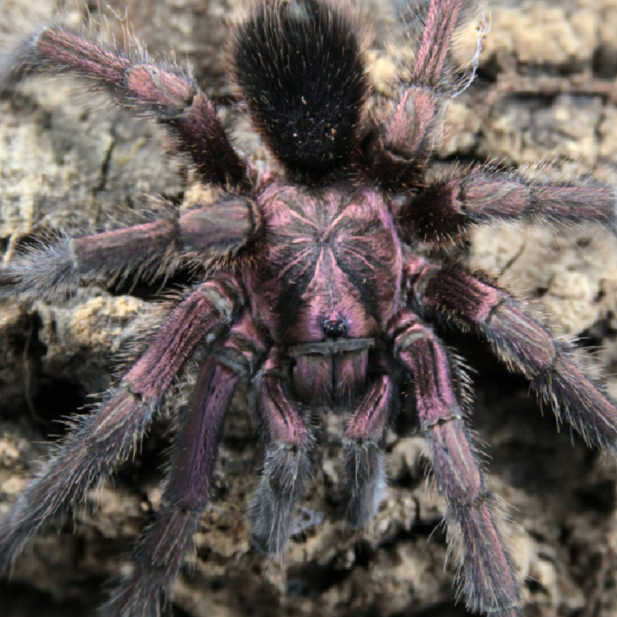 Phormictopus atrichomatus – Red Island Birdeater | Caribbean Red Giant | Live Arrival Guarantee