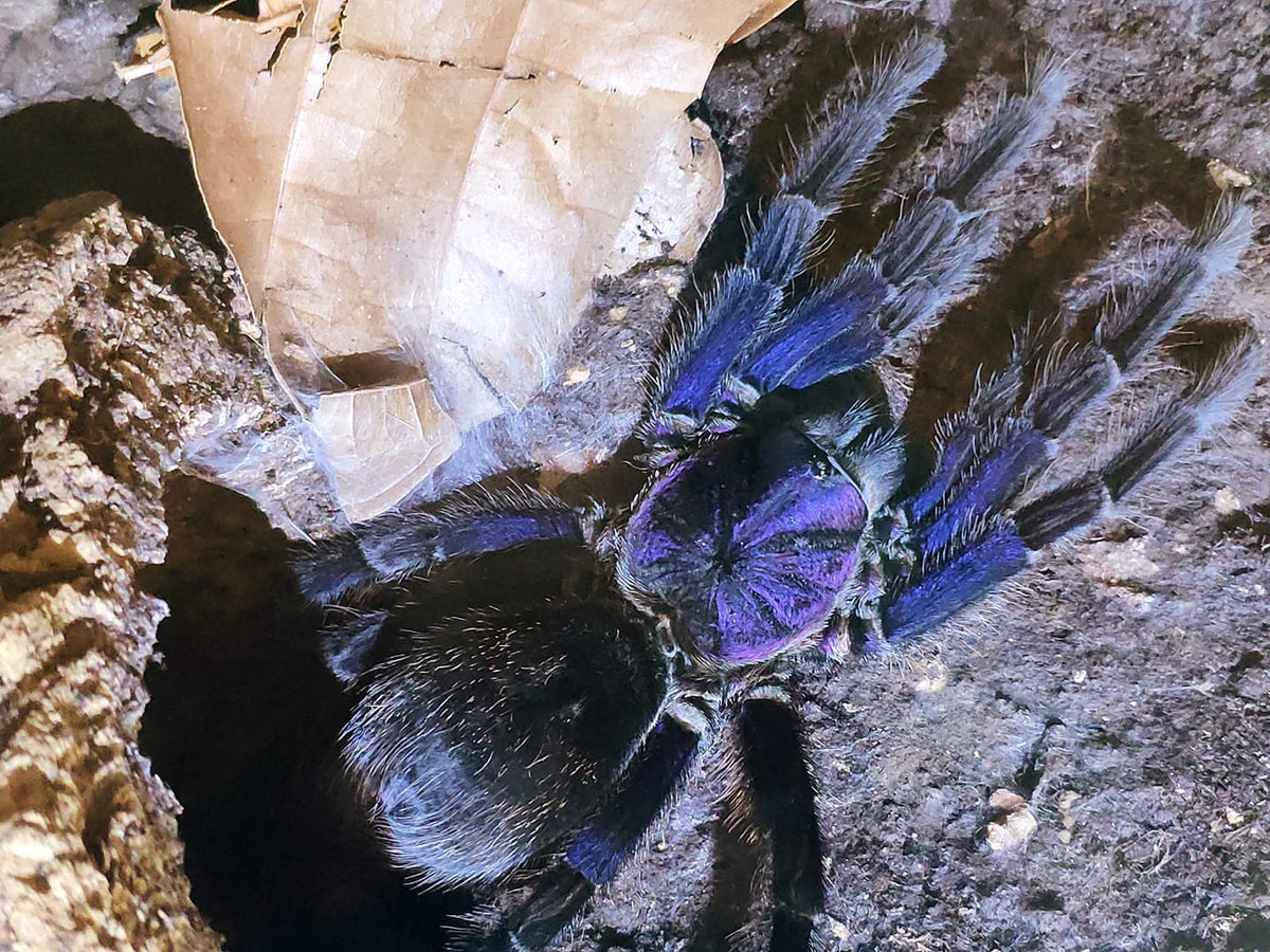 Phormictopus sp. "Dominican Purple" – Dominican Purple Birdeater Tarantula | Stunning Caribbean Species | Live Arrival Guarantee