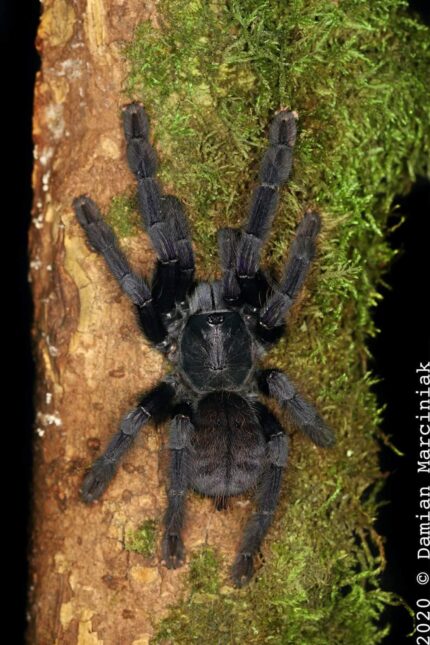 Phormingochilus arboricola – Borneo Black Tarantula | Rare Arboreal Species | Live Arrival Guarantee