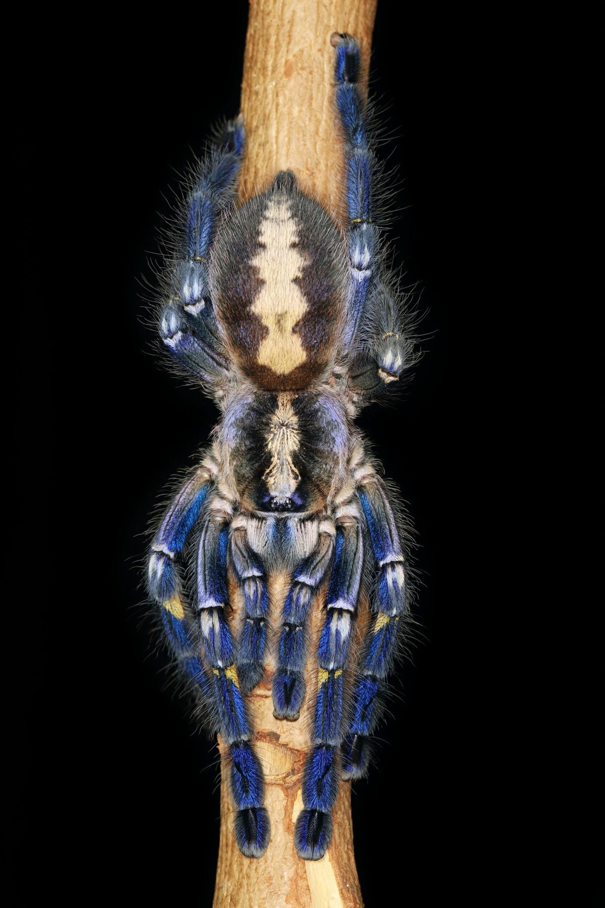 Poecilotheria metallica – Gooty Sapphire Ornamental Tarantula | Stunning Blue Species | Live Arrival Guarantee