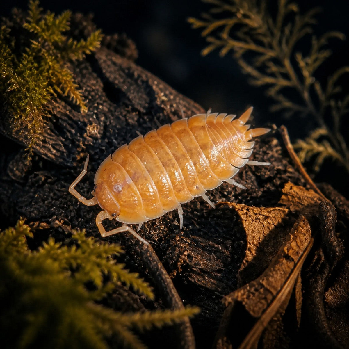 Porcellio laevis "Orange" Isopods