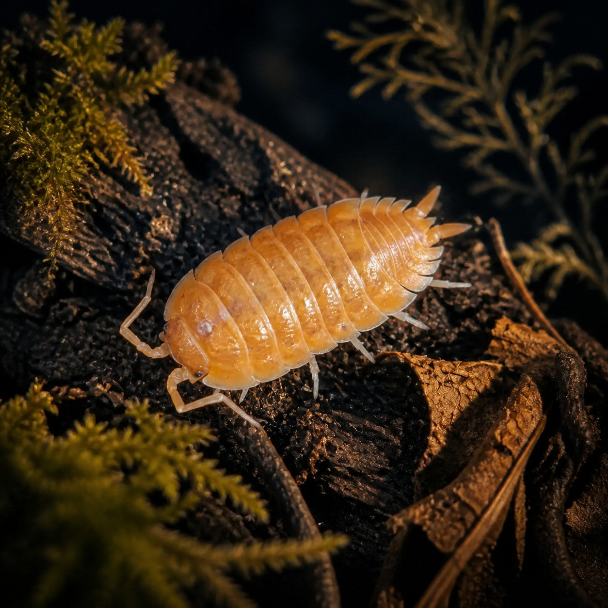 Porcellio laevis "Orange" Isopods