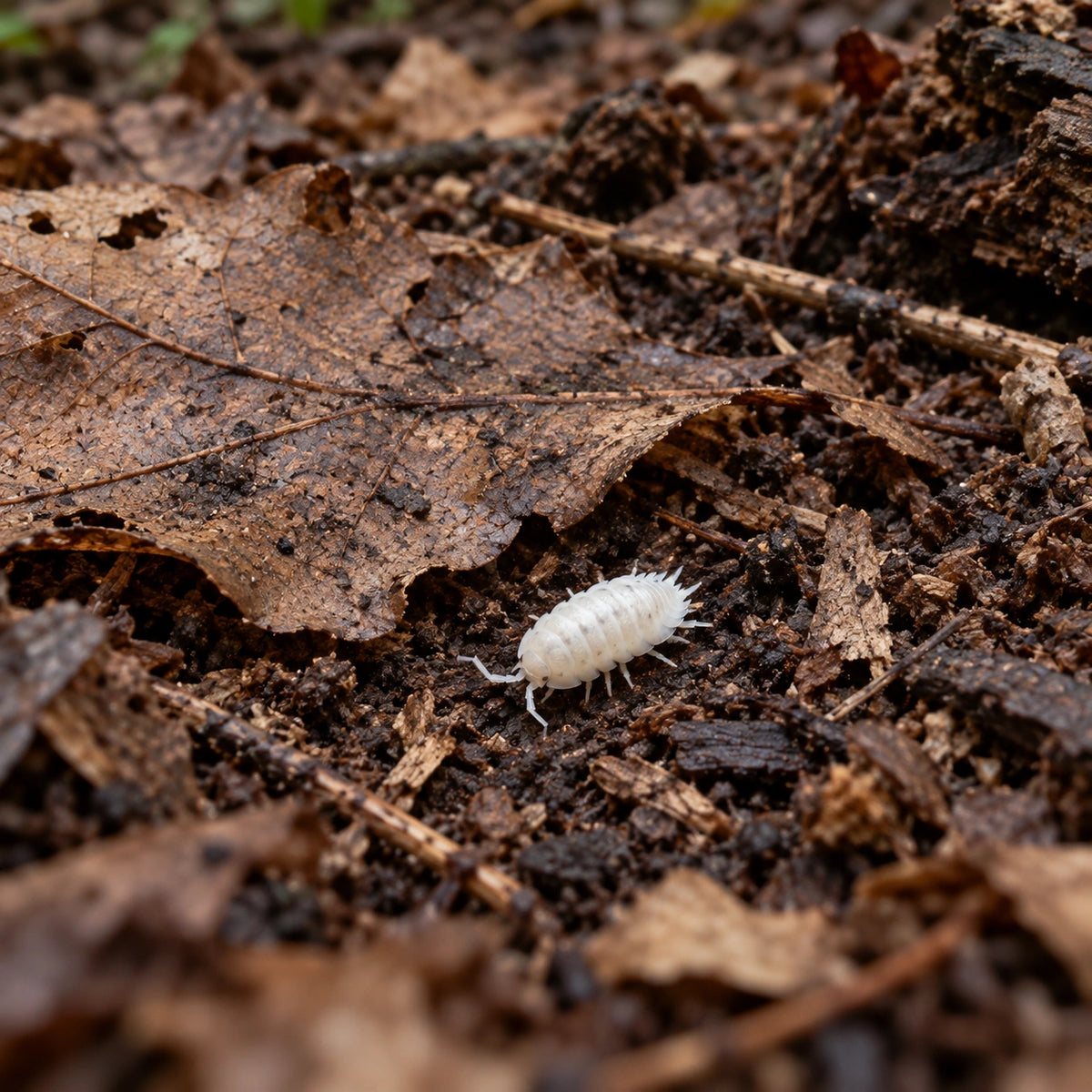 AI-generated reference-guided wide habitat view of Porcellio laevis "White" isopods.
