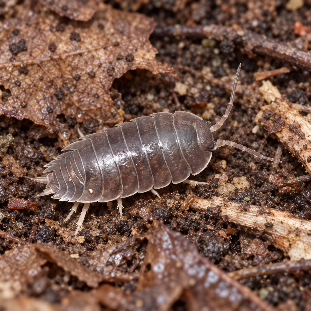 AI-generated reference-guided close view of Porcellio laevis "Wild Type" isopods.