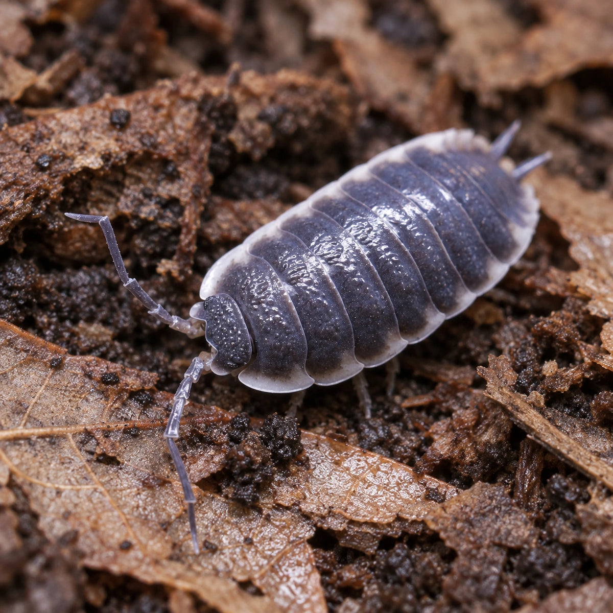 AI-generated reference-guided close view of Porcellio sp. "Sevilla" isopods.