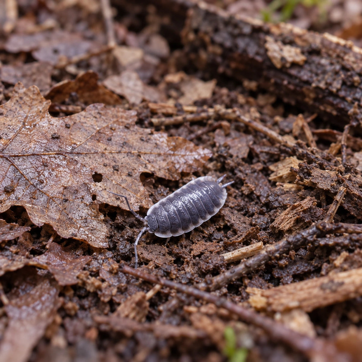 AI-generated reference-guided wide habitat view of Porcellio sp. "Sevilla" isopods.