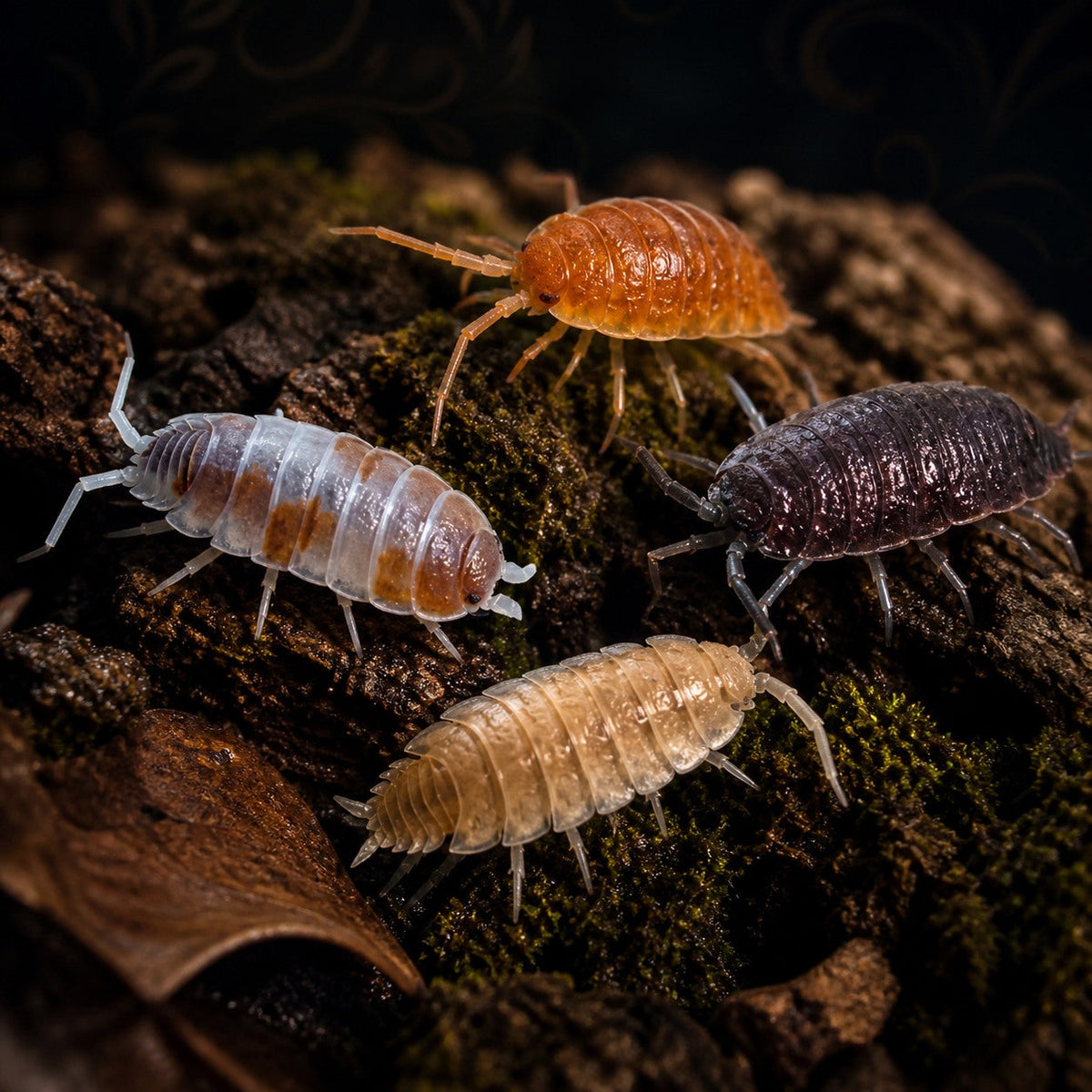 Powder Mix Isopods (Porcellionides pruinosus)