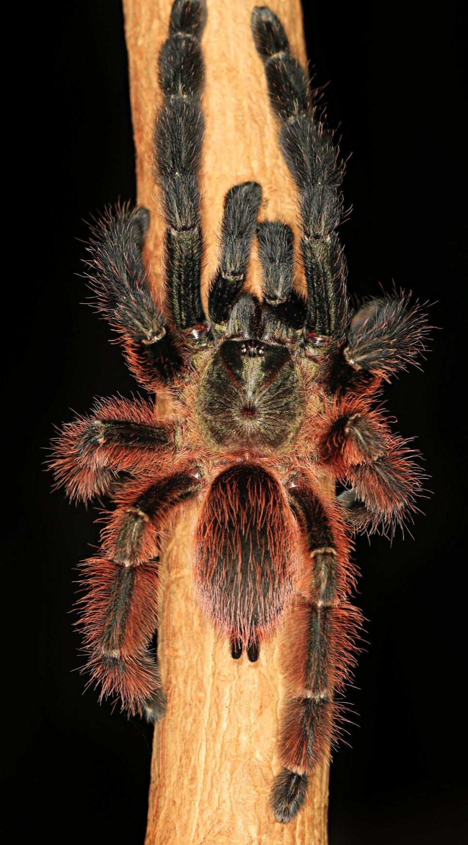 Psalmopoeus victori – Darth Maul Tarantula | Mexican Half & Half | Stunning Arboreal Species | Live Arrival Guarantee