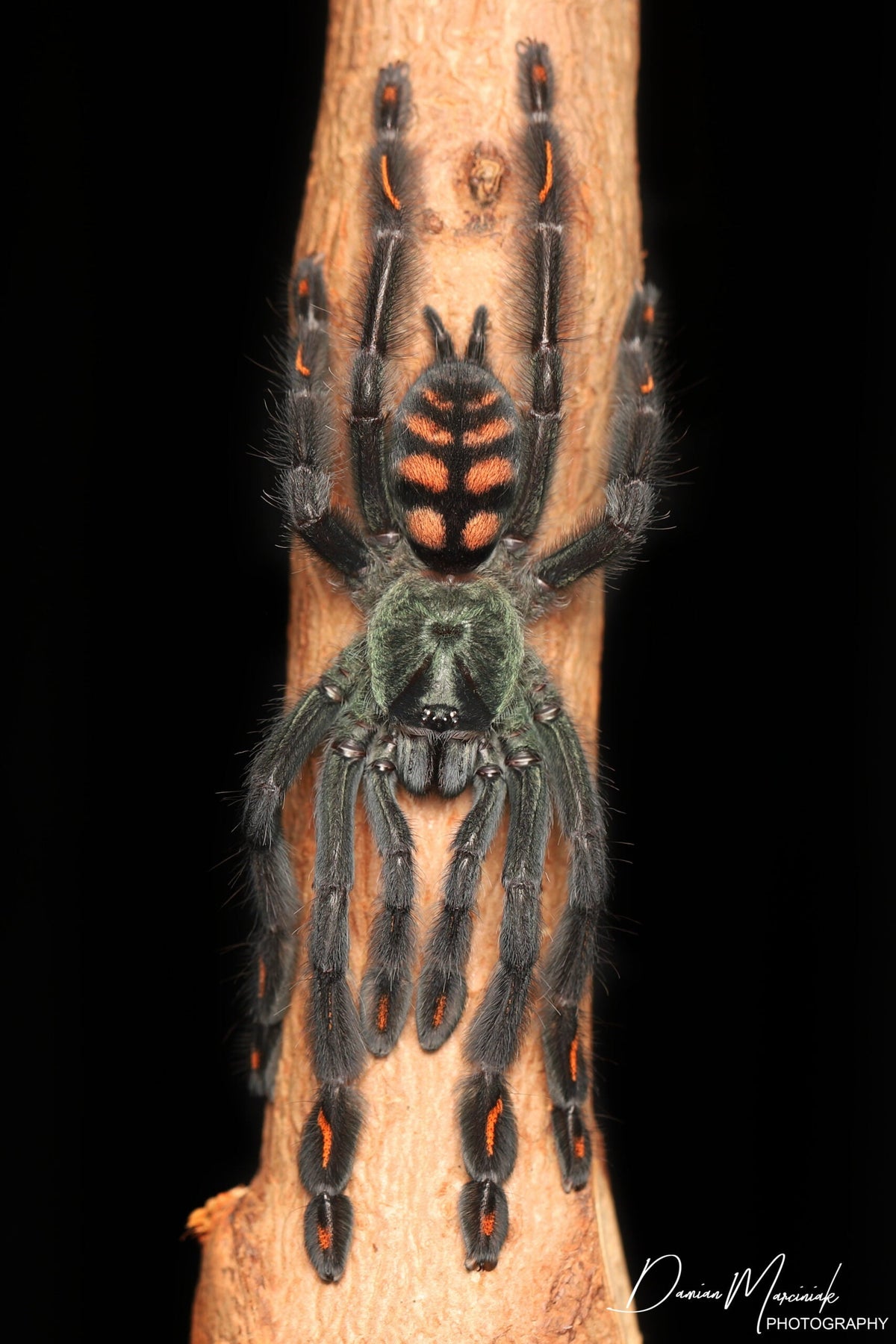 Psalmopoeus irminia – Venezuelan Suntiger Tarantula | Stunning Arboreal Species | Live Arrival Guarantee