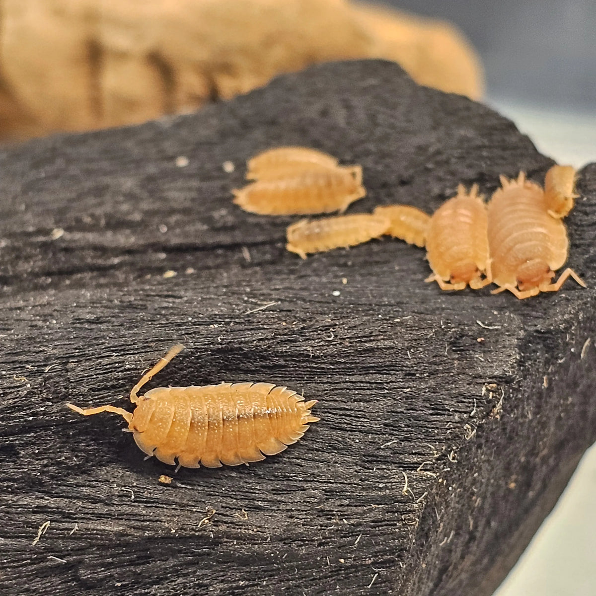 Porcellio scaber "Orange" Isopods (image 3 of 3)