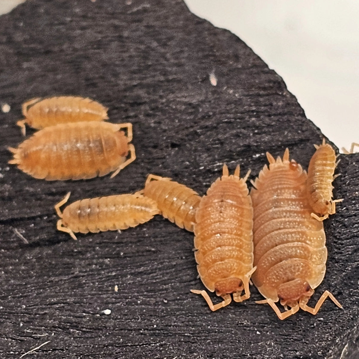 Porcellio scaber "Orange" Isopods (image 2 of 3)