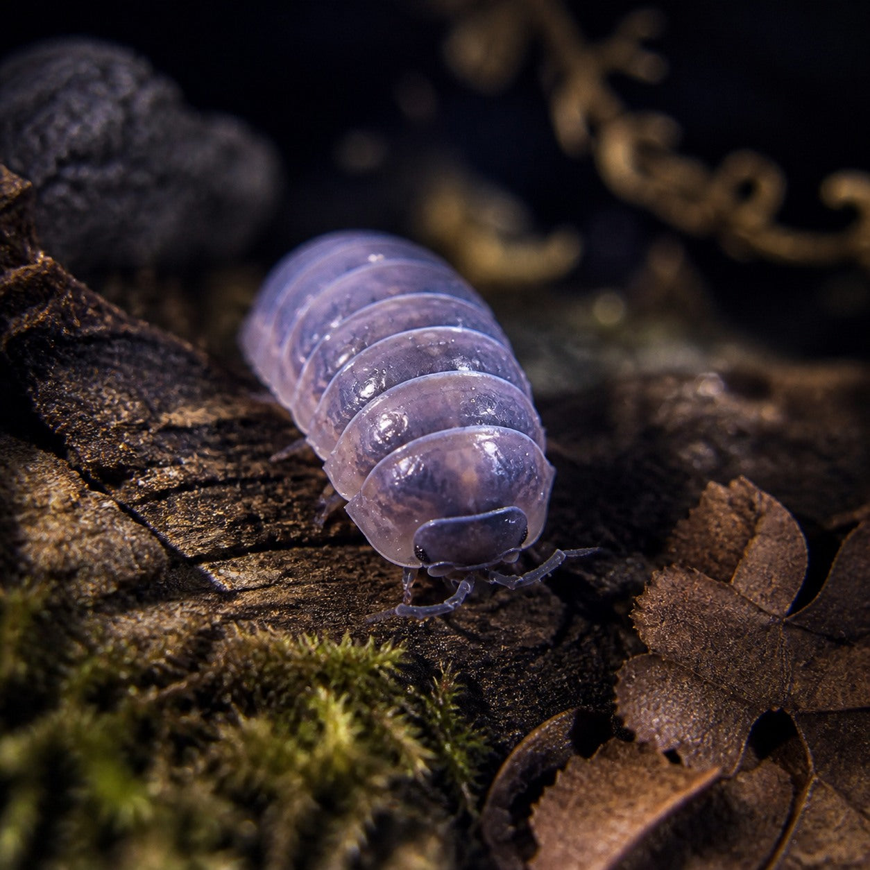 Punta Cana Isopods (Armadillidium vulgare)