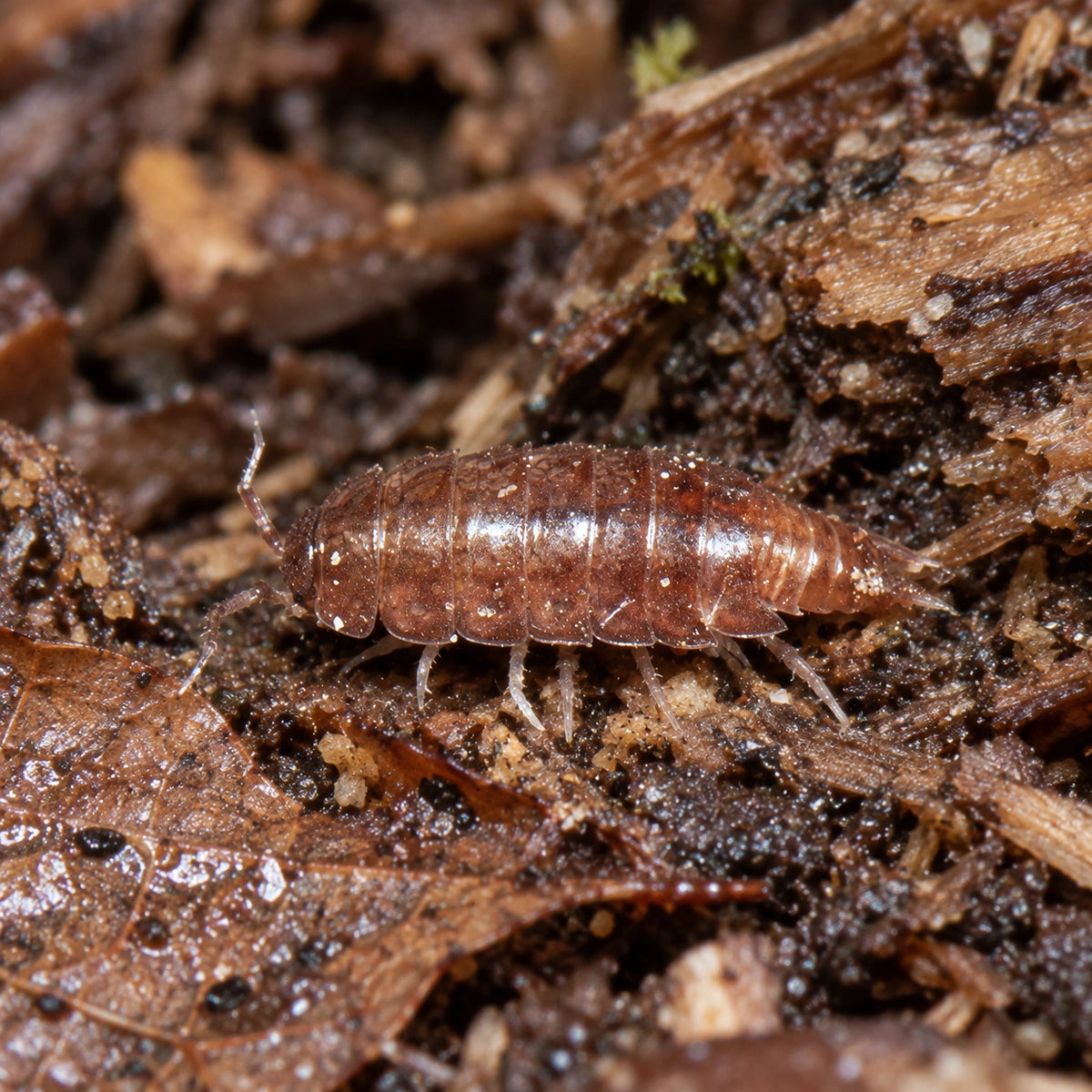 AI-generated reference-guided close view of Trichoniscus pusillus Pygmy Woodlouse isopods.