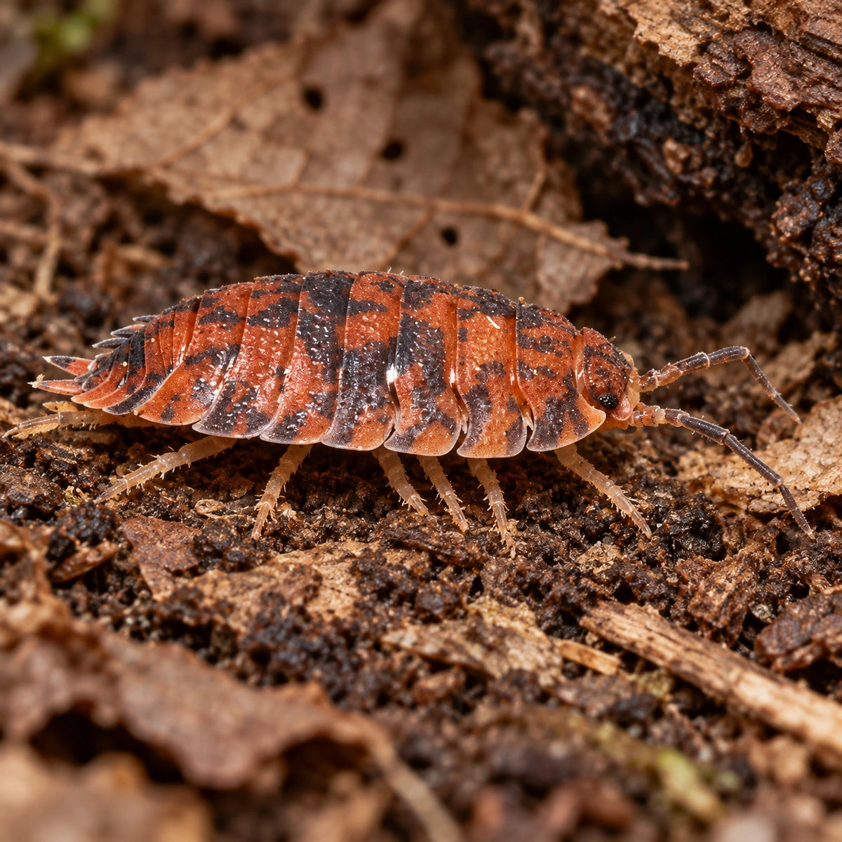 AI-generated reference-guided close view of Porcellio scaber "Red Calico" isopods.