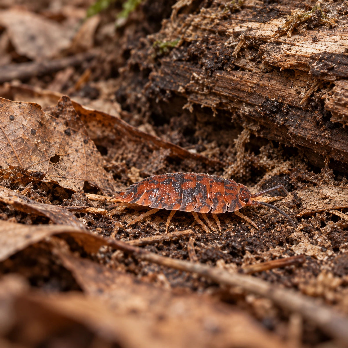 AI-generated reference-guided wide habitat view of Porcellio scaber "Red Calico" isopods.