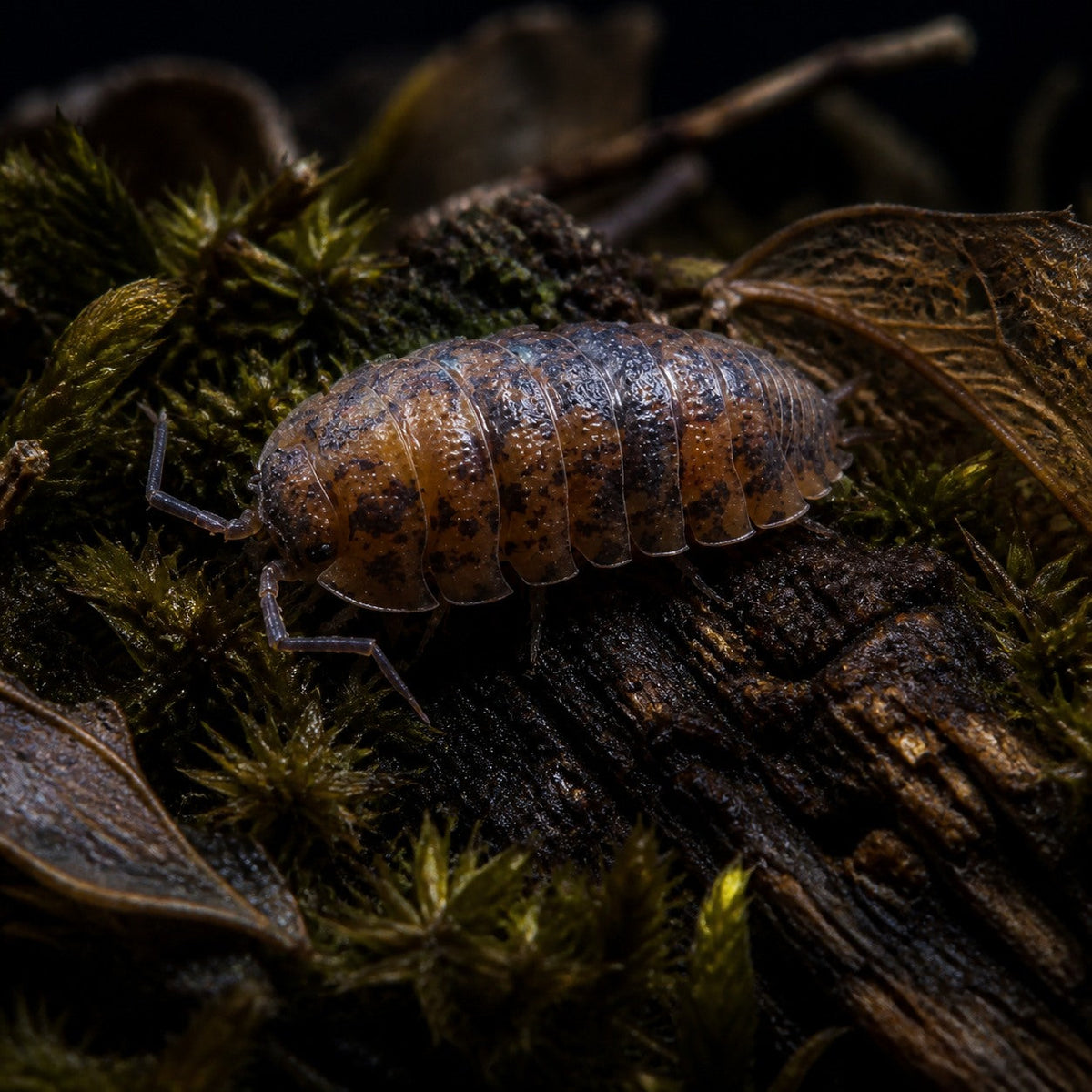 Red Calico Isopods (Porcellio scaber)