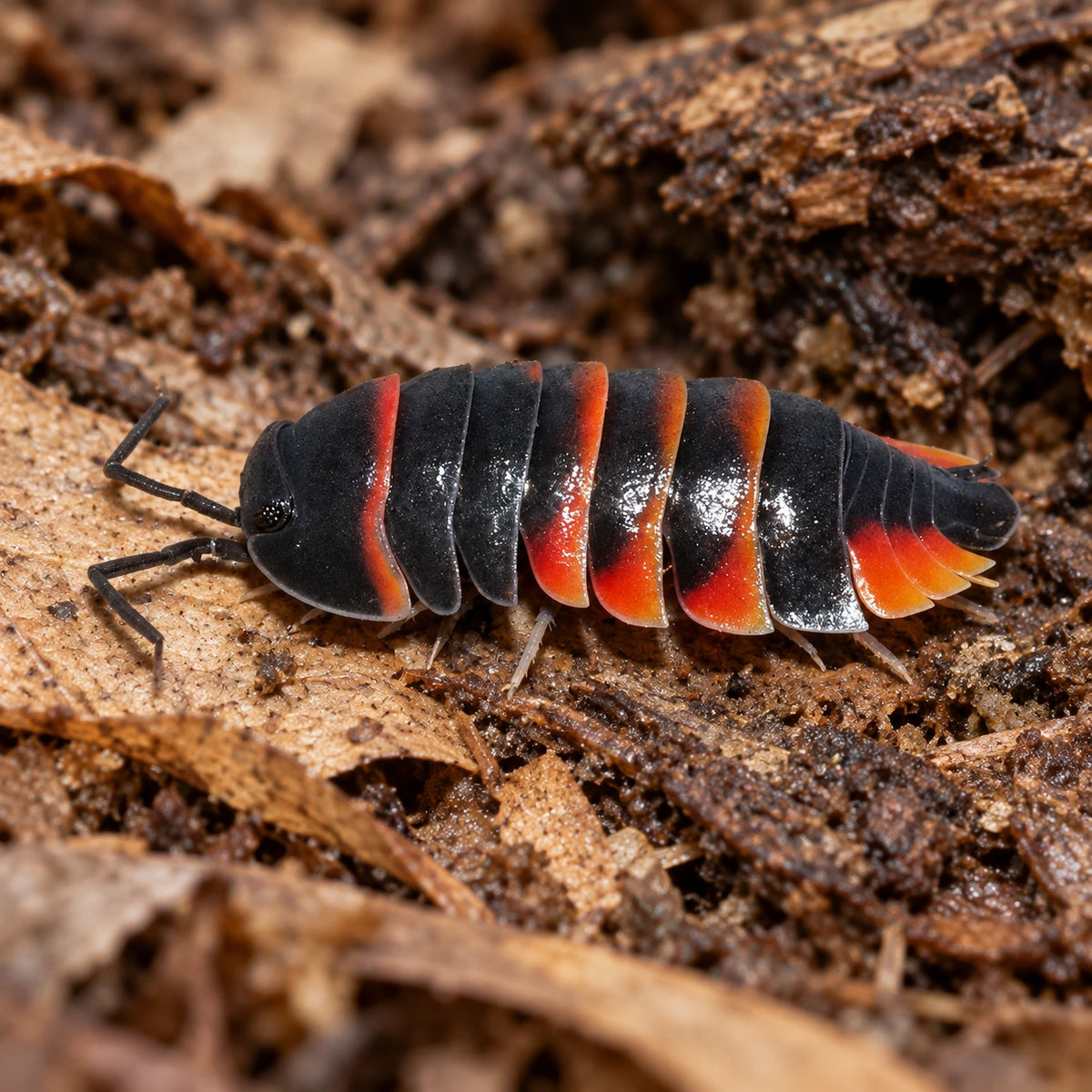 AI-generated reference-guided close view of Ardentiella sp. "Red Ember Bee" isopods.