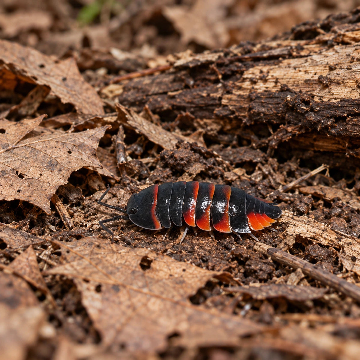 AI-generated reference-guided wide habitat view of Ardentiella sp. "Red Ember Bee" isopods.