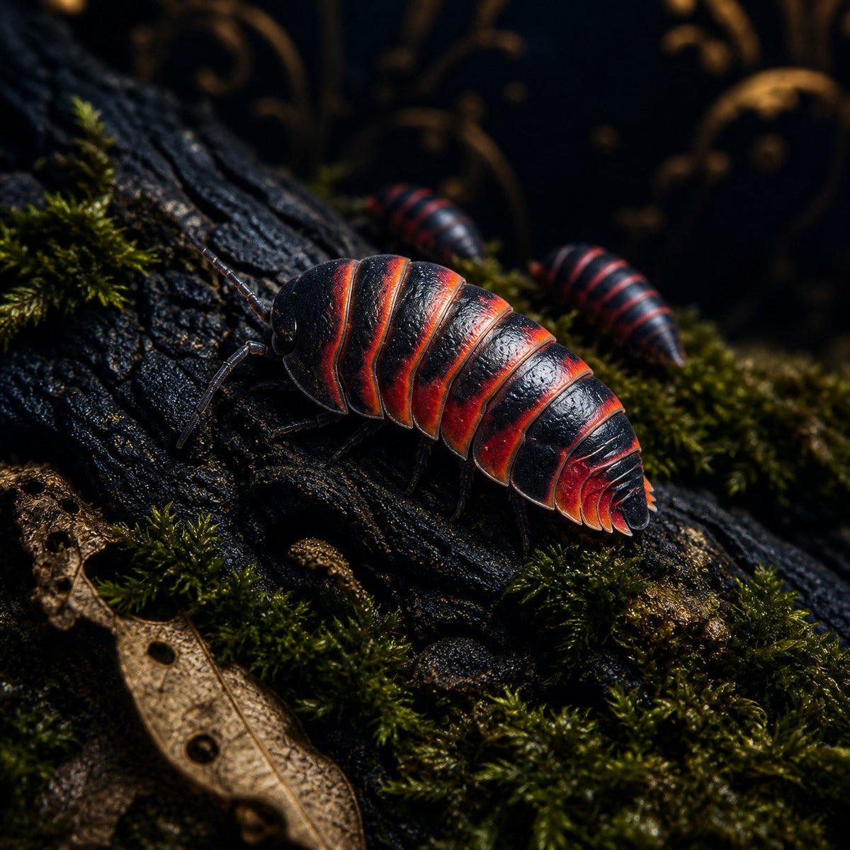 Red Ember Bee Isopods (Ardentiella sp.)