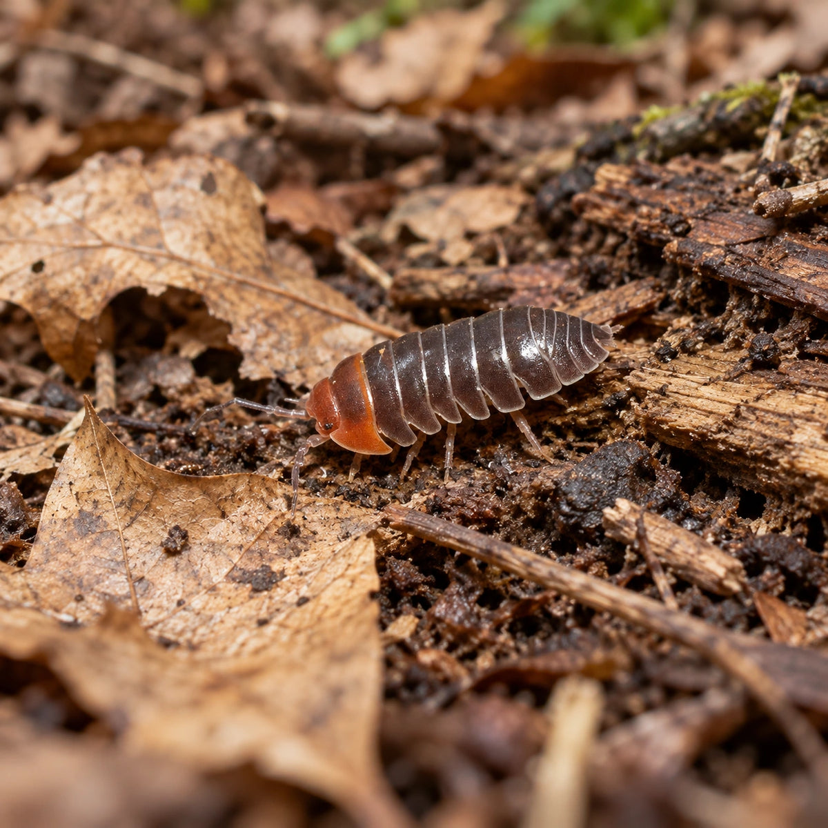 AI-generated reference-guided wide habitat view of Armadillidium flavoscutatum "Red Head" isopods.
