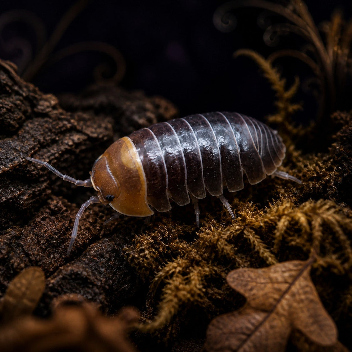 Red Head Isopods (Armadillidium flavoscutatum)