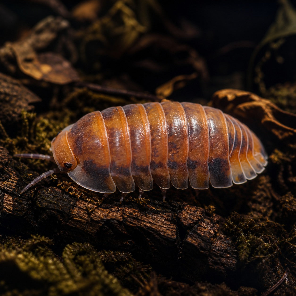 Red Pak Chong Isopods (Cubaris sp.)