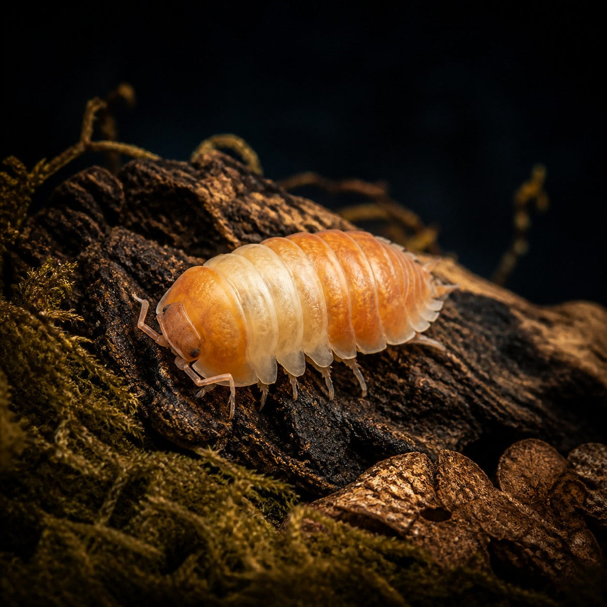 Red Panda Isopods (Cubaris sp.)