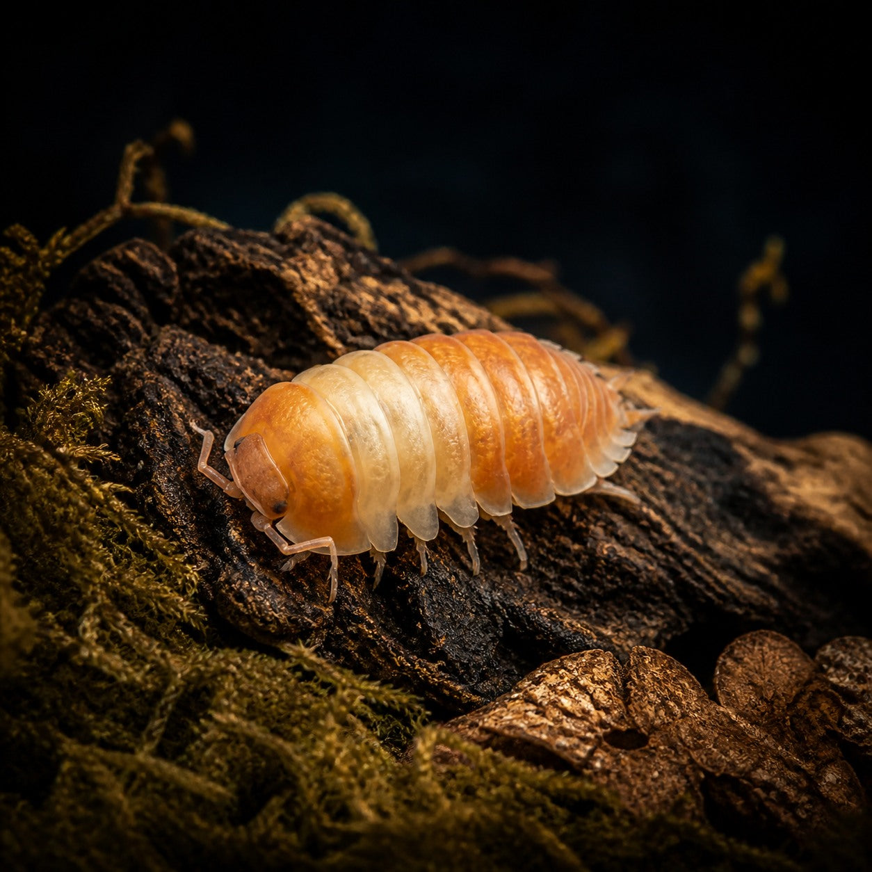 Red Panda Isopods (Cubaris sp.)