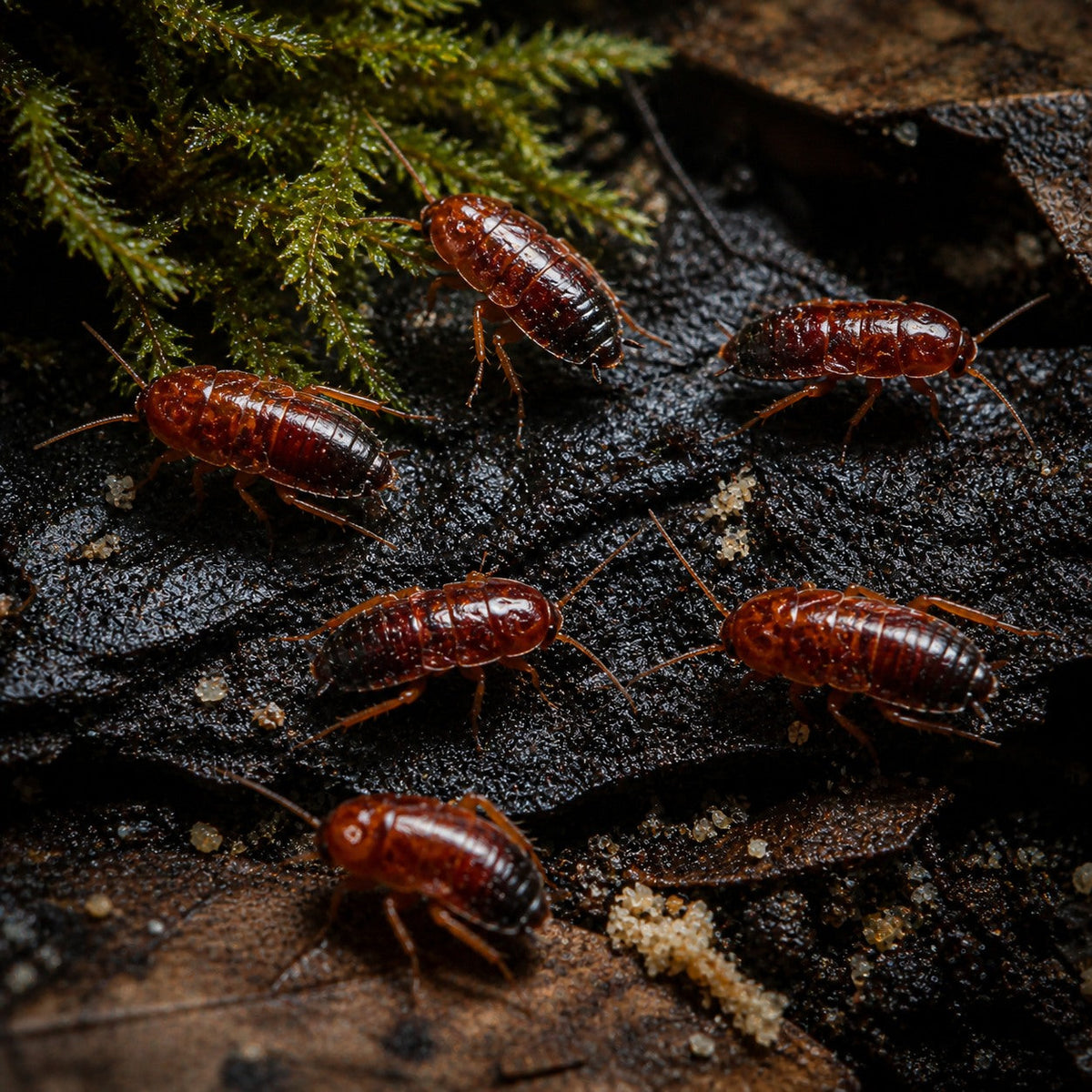 Red Runner Roaches, 3/4 Inch (Wholesale)