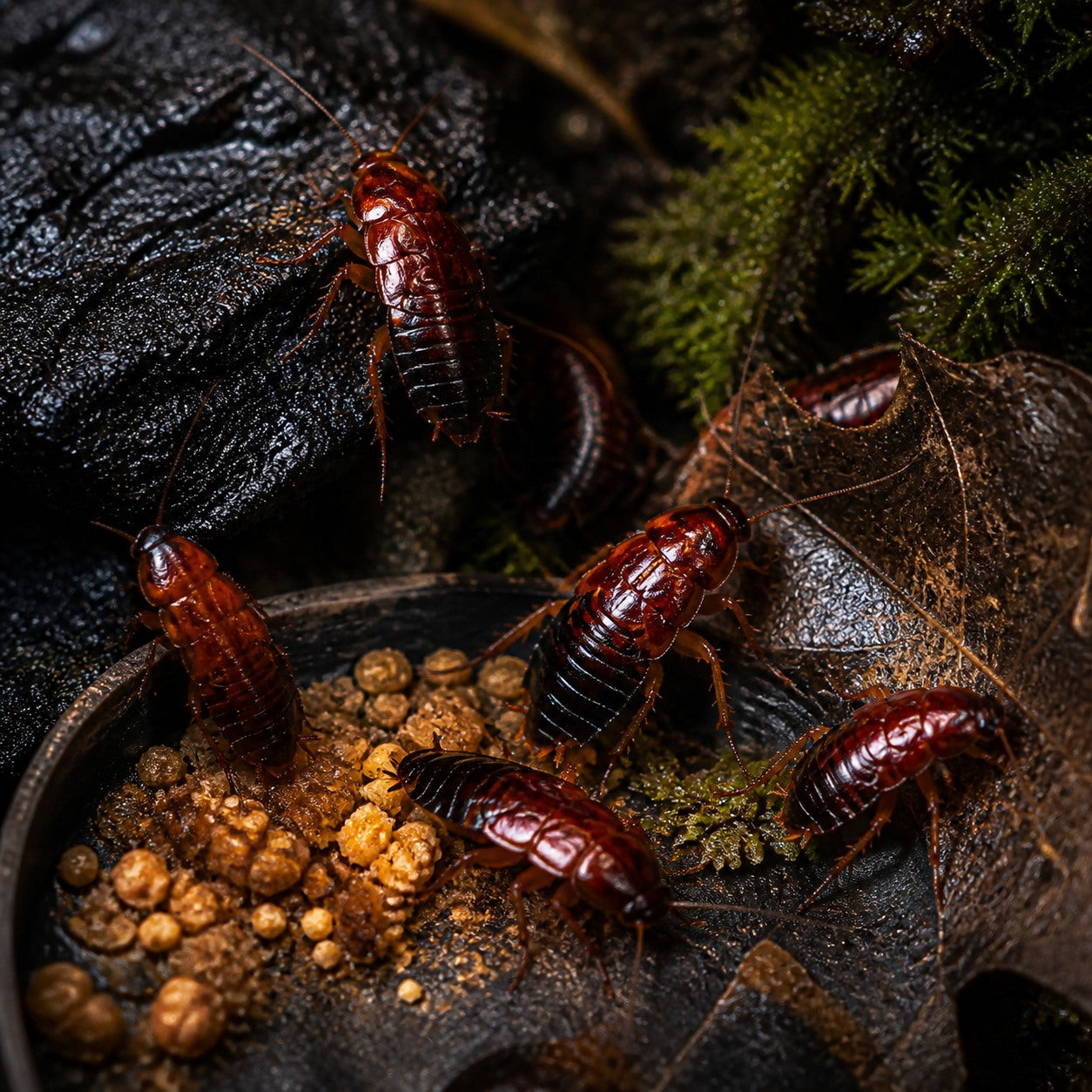 Red Runner Roaches, Large (7/8 Inch)