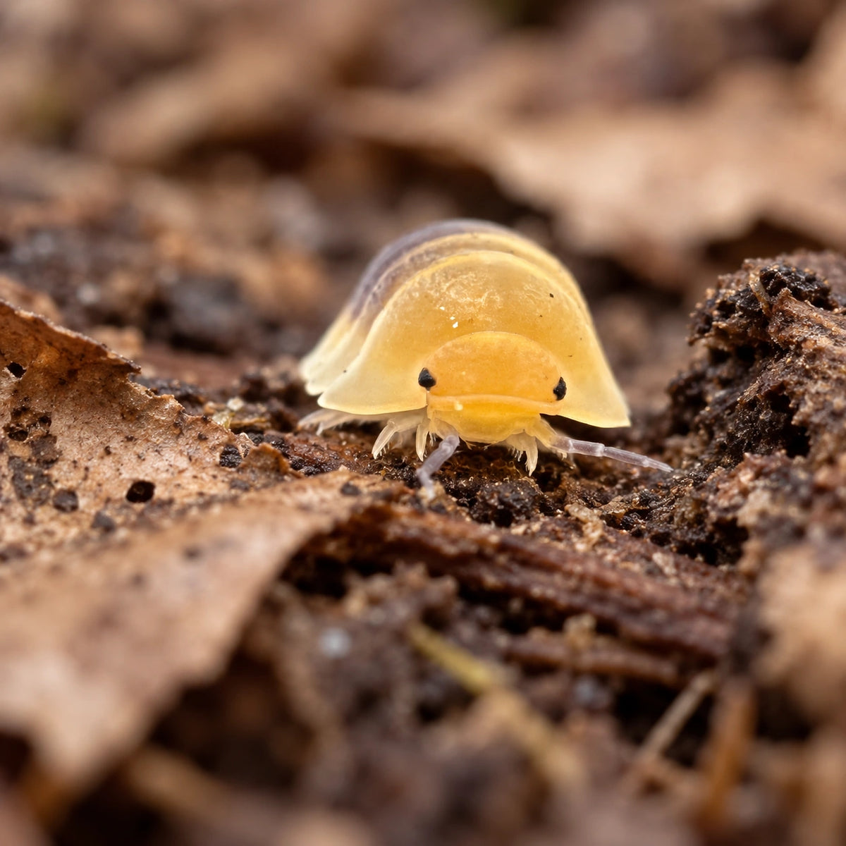 AI-generated reference-guided close view of Rubber Bee isopods.