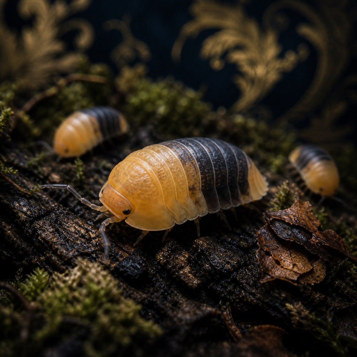 Rubber Bee Isopods (Cubaris sp.)