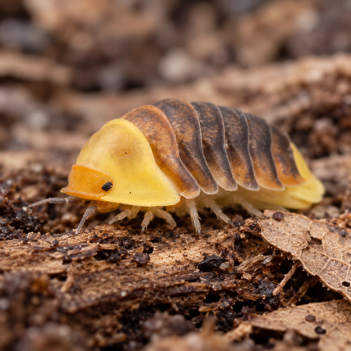 AI-generated reference-guided view of Rubber Ducky isopod (Cubaris sp.).