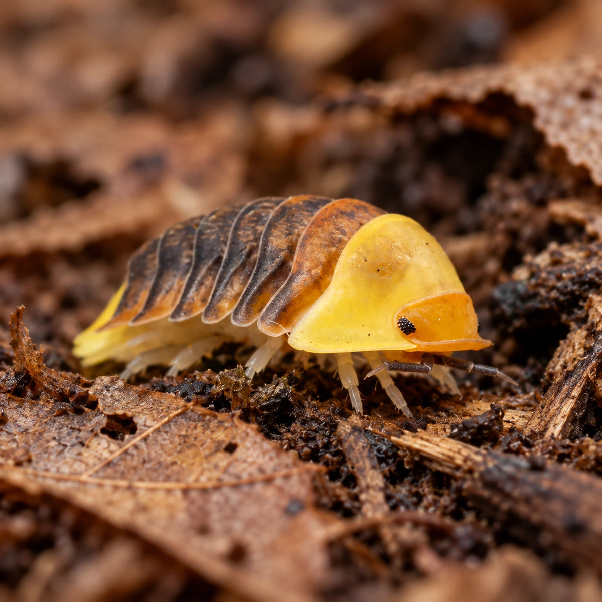 AI-generated reference-guided close view of Rubber Ducky isopods.