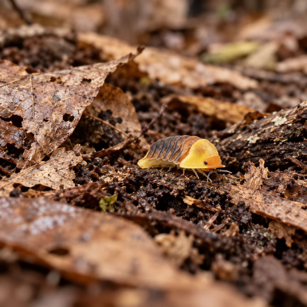 AI-generated reference-guided wide habitat view of Rubber Ducky isopods.