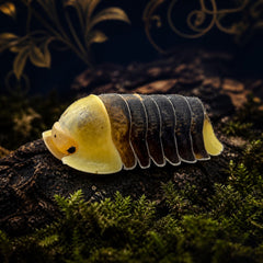 Enlarged detail of Rubber Ducky isopods