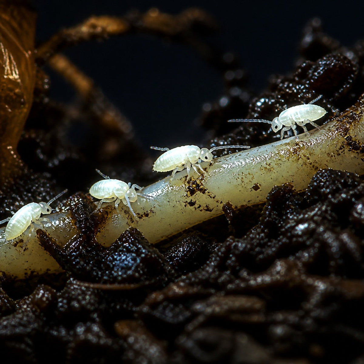 Runner Springtails (Pseudosinella rolfsi "Rutabaga Runner")