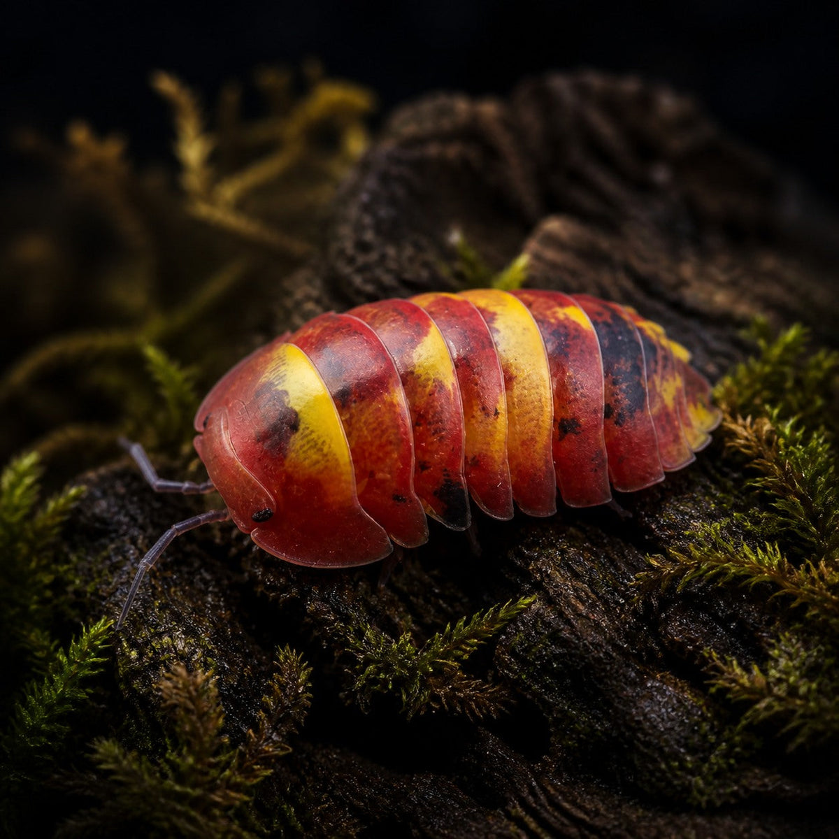 Scarlet Ardentiella Isopods (Ardentiella sp.)