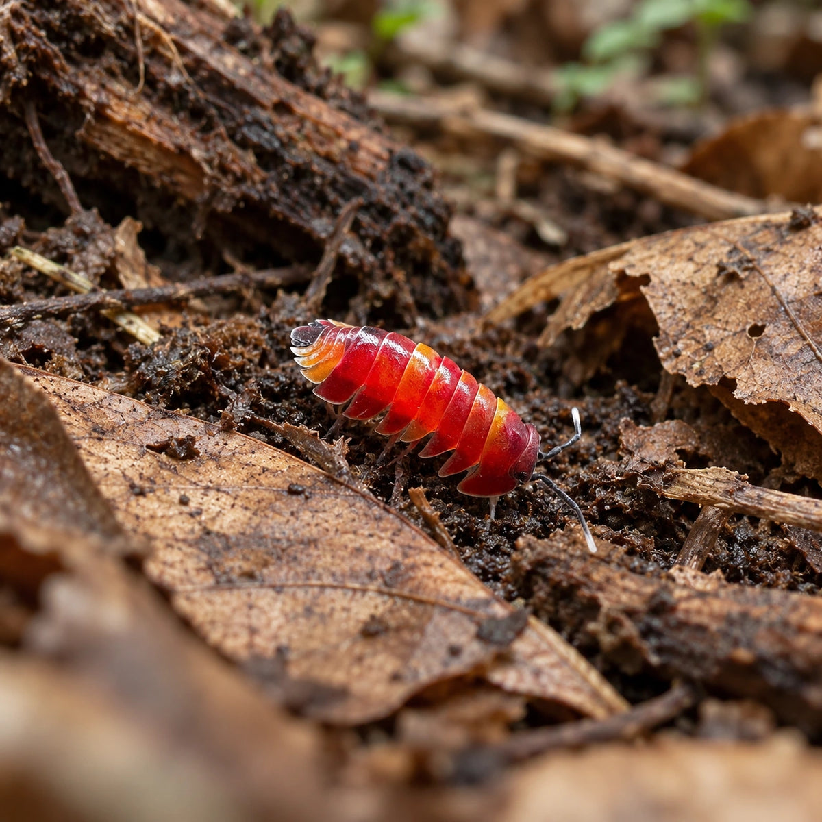 AI-generated reference-guided wide habitat view of Scarlet High Red Ardentiella isopods.