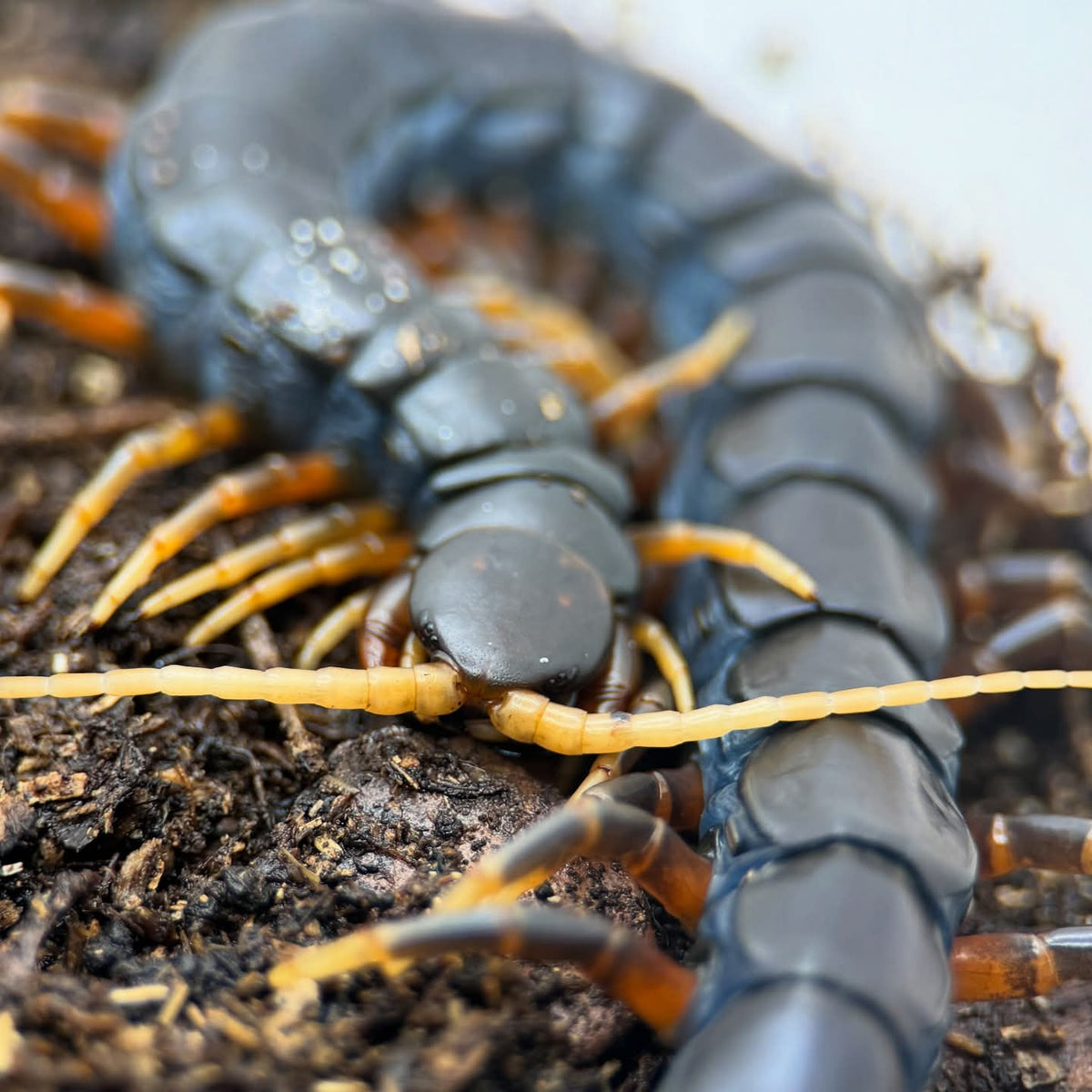Scolopendra sp. 'Java Black' – Mt. Merapi Giant Centipede | Jet-Black Volcanic Giant | Live Arrival Guarantee