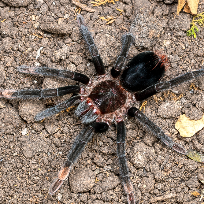 Sericopelma sp Darien – Darien Birdeater Tarantula | Stunning Pink & Black Species | Live Arrival Guarantee