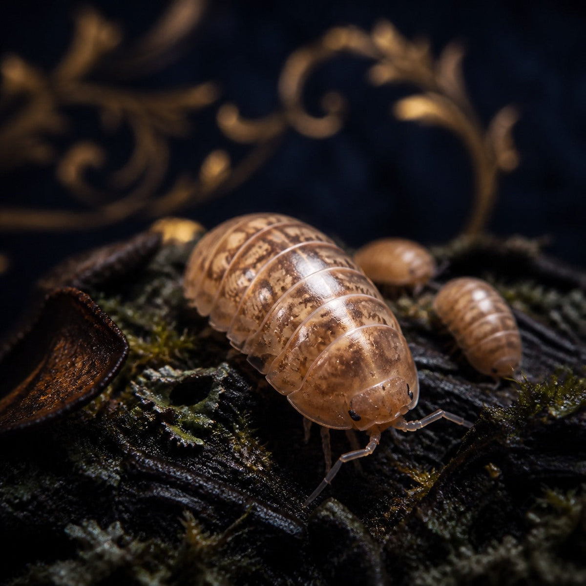 Silent Hill Isopods (Venezillo parvus)